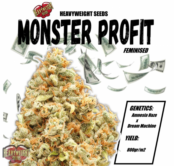 Monster Profit Feminised Cannabis Seeds | Heavyweight Seeds