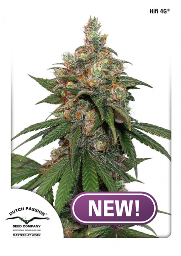 HiFi 4G Feminised Cannabis Seeds | Dutch Passion