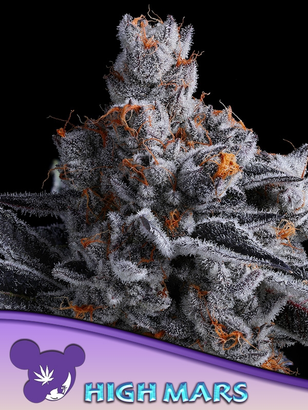 High Mars Feminised Cannabis Seeds - Anesia Seeds