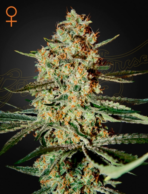 Himalaya Gold Feminised Cannabis Seeds | Green House Seeds.