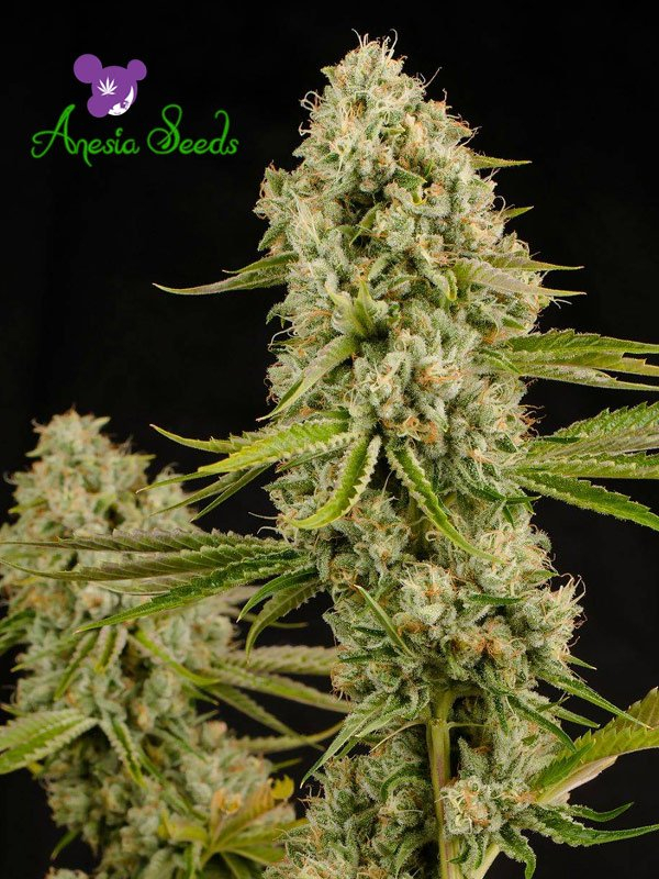 Hindu Kush Feminised Cannabis Seeds - Anesia Seeds