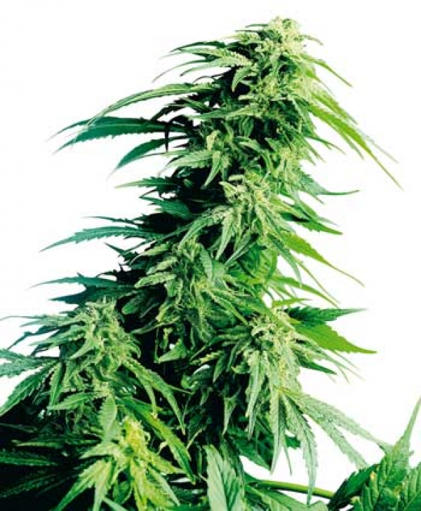 Hindu Kush Regular Cannabis Seeds | Sensi Seeds 