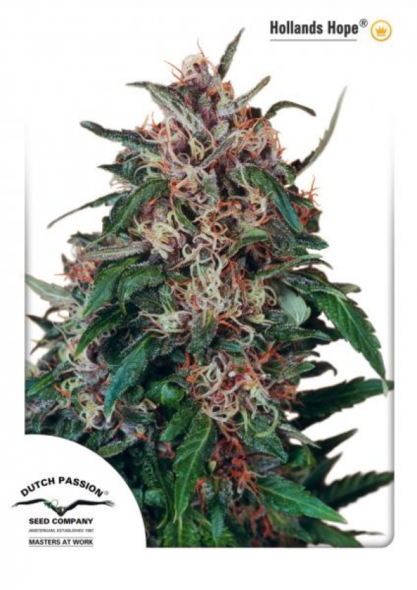 Hollands Hope Regular Cannabis Seeds | Dutch Passion