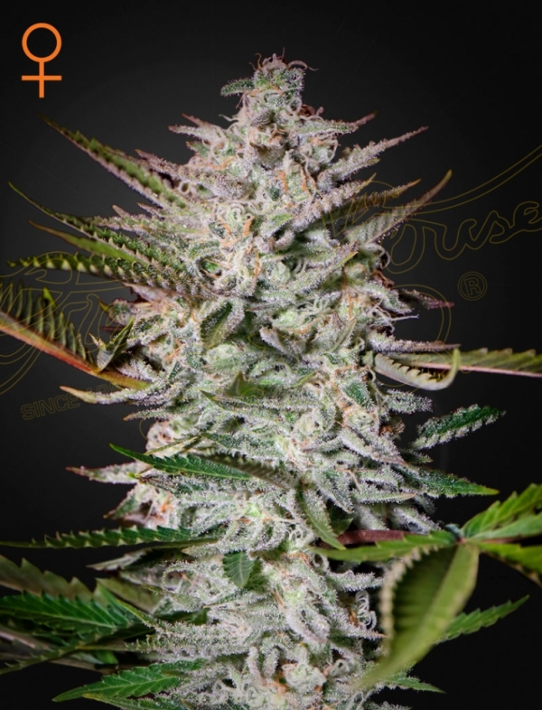 Holy Punch Feminised Cannabis Seeds | Green House Seeds.