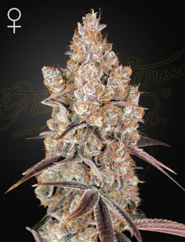 Holy Snow Feminised Cannabis Seeds | Green House Seeds.