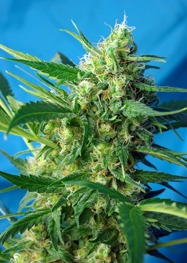 NYC Diesel CBD Feminised Cannabis Seeds | Sweet Seeds