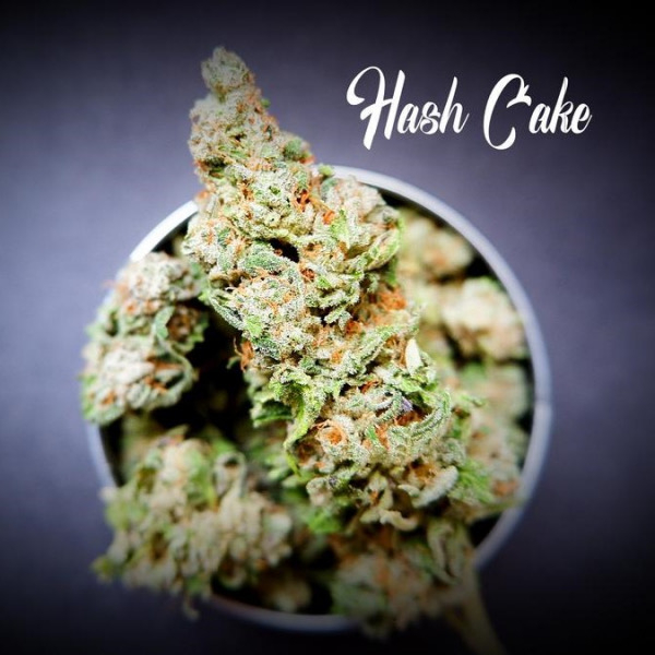 Hash Cake Feminised Cannabis Seeds - Tastebudz.