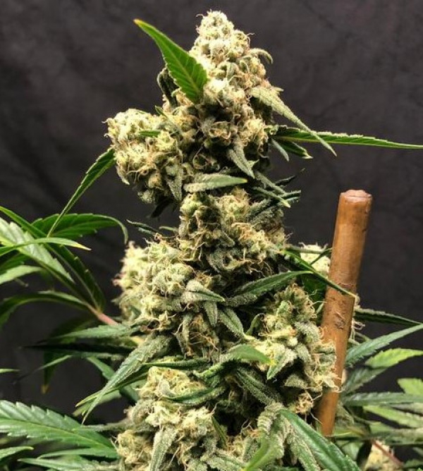 Lemon Meringue Auto - Tastebudz