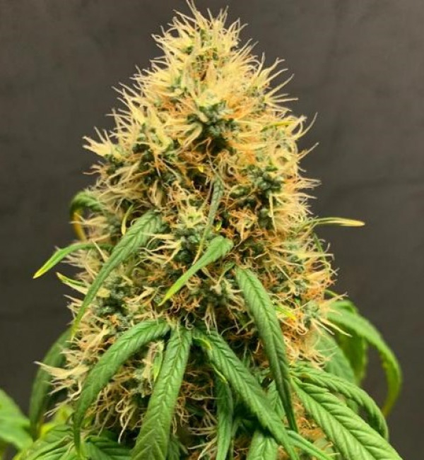 Mimosa Auto Feminised Cannabis Seeds - Tastebudz.