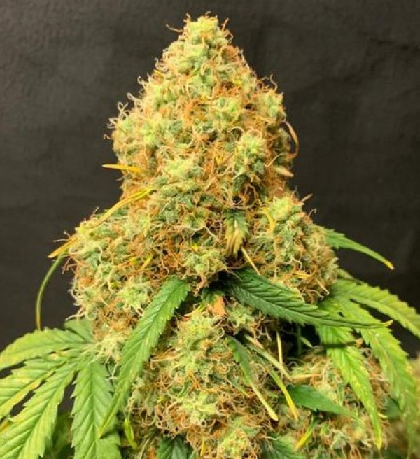 Orange Mooncake Feminised Cannabis Seeds - Tastebudz.