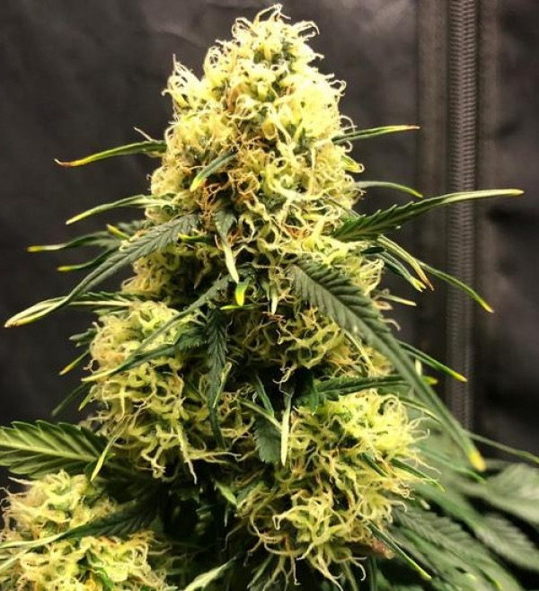 Vanilla Frosting Auto Feminised Cannabis Seeds - Tastebudz.