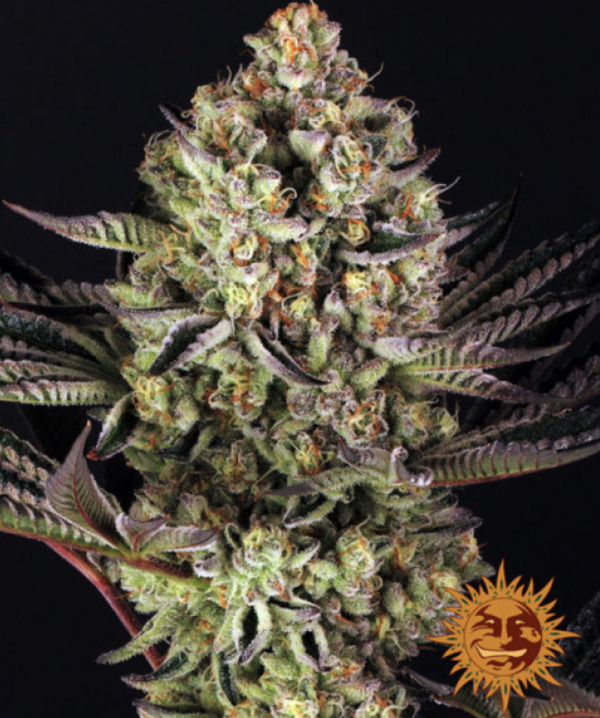 Dos-Si-Dos #33 Feminised Cannabis Seeds | Barney's Farm