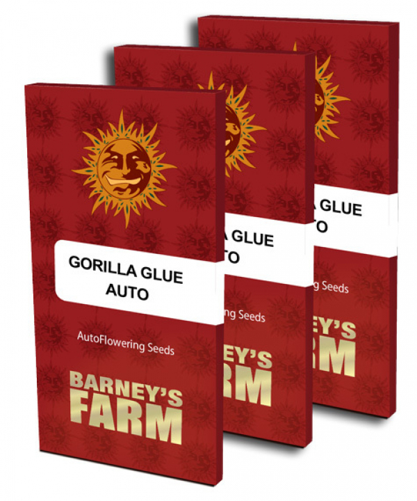 Gorilla Glue Auto Feminised Cannabis Seeds | Barney's Farm
