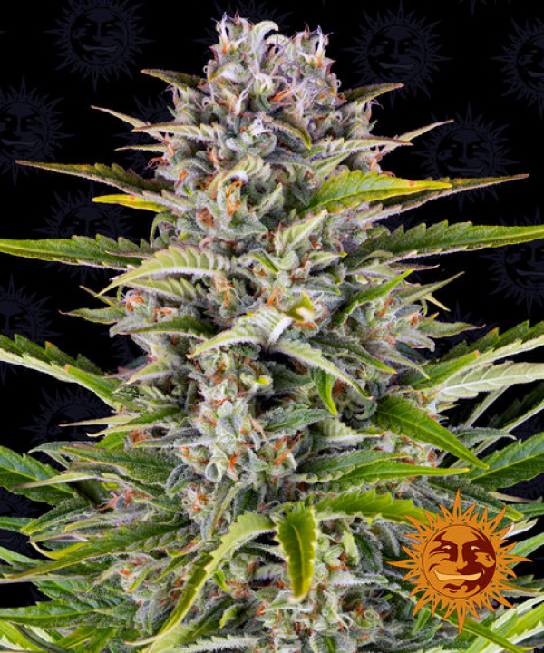 Gorilla Zkittlez Auto Feminised Cannabis Seeds | Barney's Farm