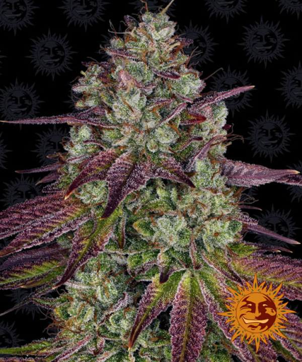 Mimosa Feminised Cannabis Seeds | Barney's Farm