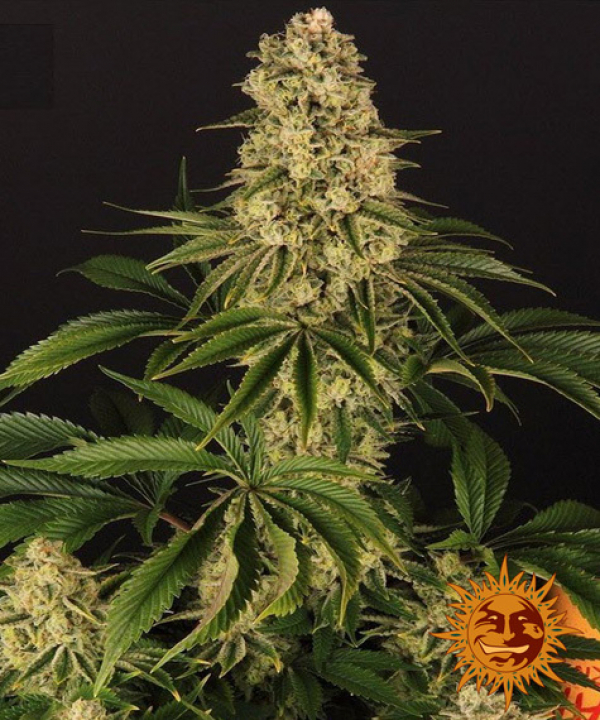 Tropicanna Banana Feminised Cannabis Seeds | Barney's Farm