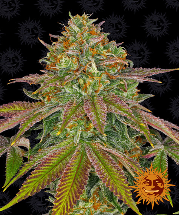 Wedding Cake Feminised Cannabis Seeds | Barney's Farm