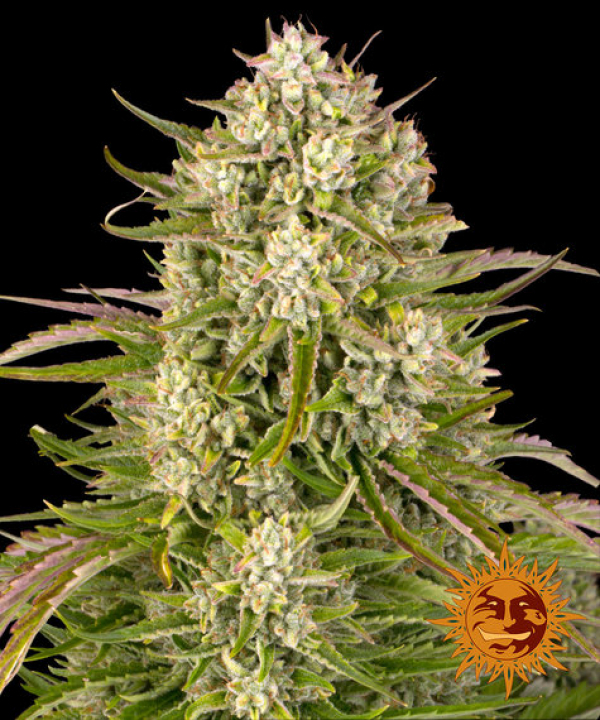 Wedding Cake Auto Feminised Cannabis Seeds | Barney's Farm
