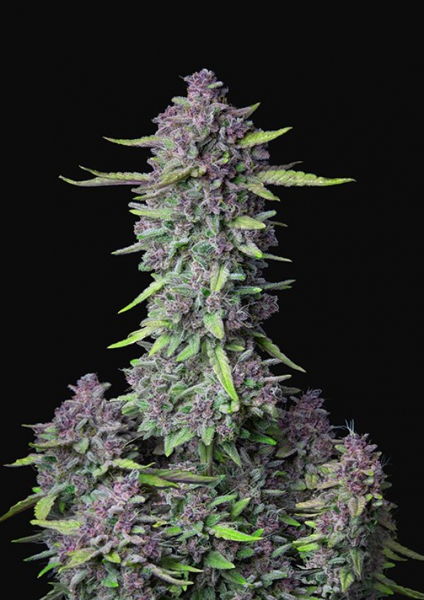 Auto Purple Punch Feminised Cannabis Seeds | Fast Buds	