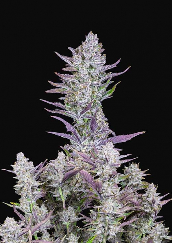Auto Wedding Glue Feminised Cannabis Seeds | Fast Buds