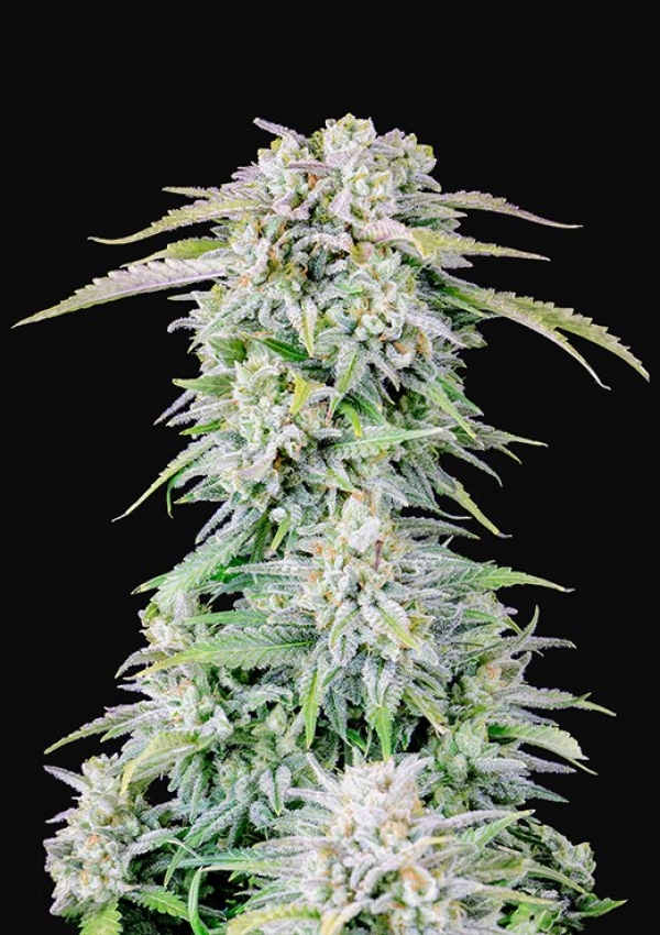 Auto Afghan Kush Feminised cannabis Seeds | Fast Buds Originals.