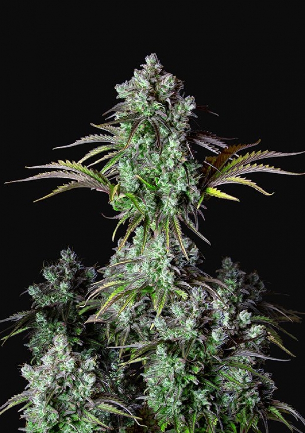 Auto Big Bud Feminised cannabis Seeds | Fast Buds Originals.
