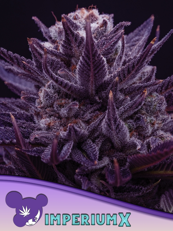 Imperium X Feminised Cannabis Seeds - Anesia Seeds