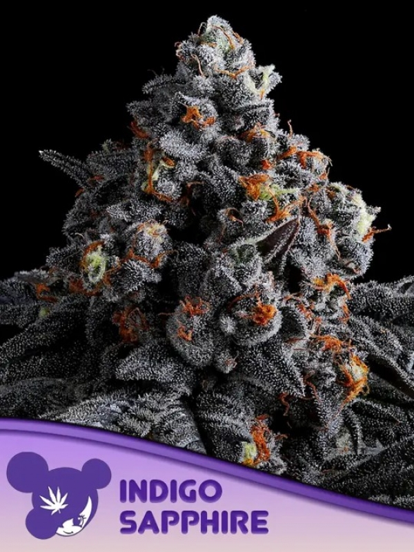 Indigo Sapphire Feminised Cannabis Seeds - Anesia Seeds
