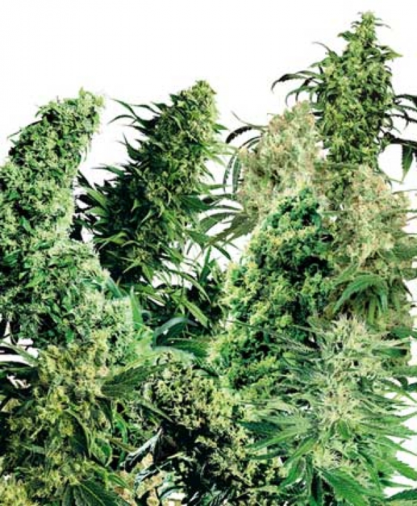 Indoor Mix Regular Cannabis Seeds (25 seeds) | Sensi Seeds 
