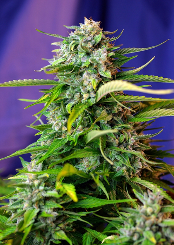 Auto Jack 47 Feminised Cannabis Seeds | Sweet Seeds