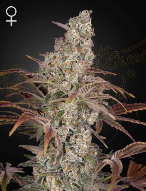Jack's Dream Feminised Cannabis Seeds | Green House Seeds.