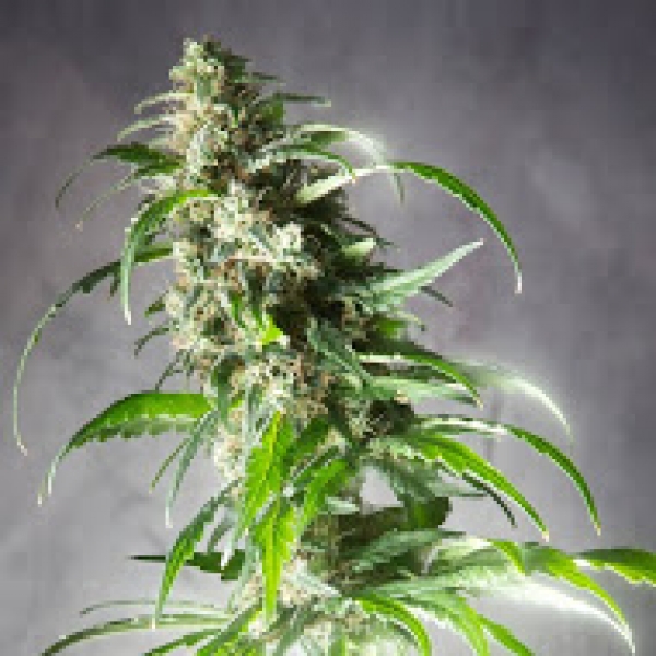 Jack F1 Feminised Cannabis Seeds | Spliff Seeds