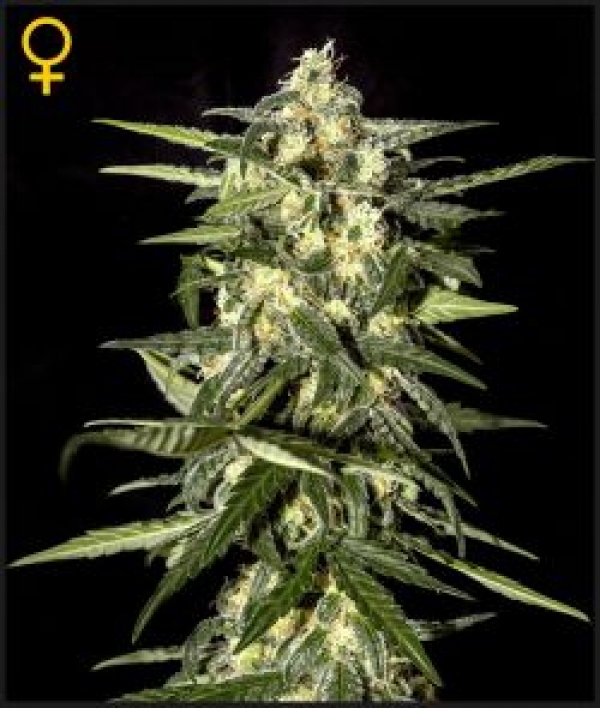 Jack Herer Feminised Cannabis Seeds | Green House Seeds.