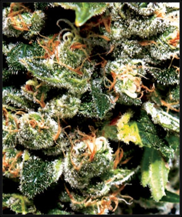 Jack Herer Feminised Cannabis Seeds | Green House Seeds Jack Herer Feminised Cannabis Seeds | Green House Seeds