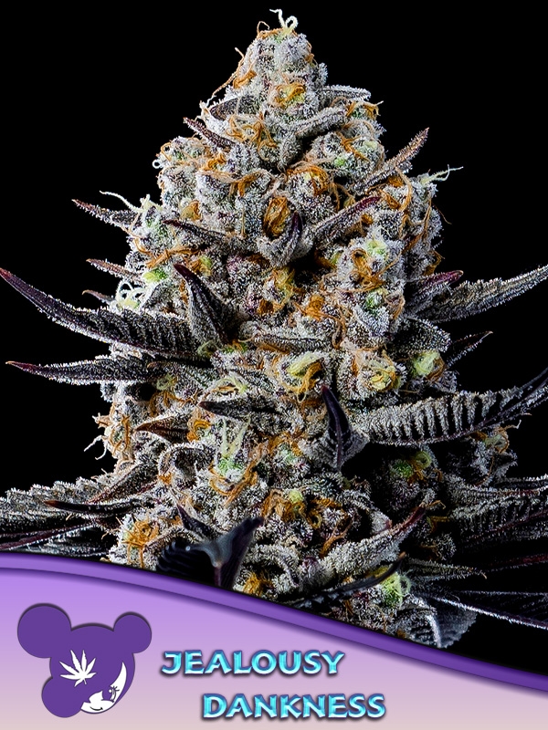 Jealousy Dankness Feminised Cannabis Seeds - Anesia Seeds