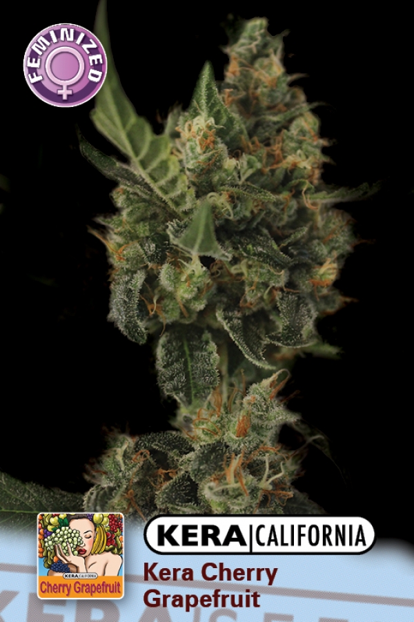 Cherry Grapefruit Feminised Cannabis Seeds | Kera Seeds