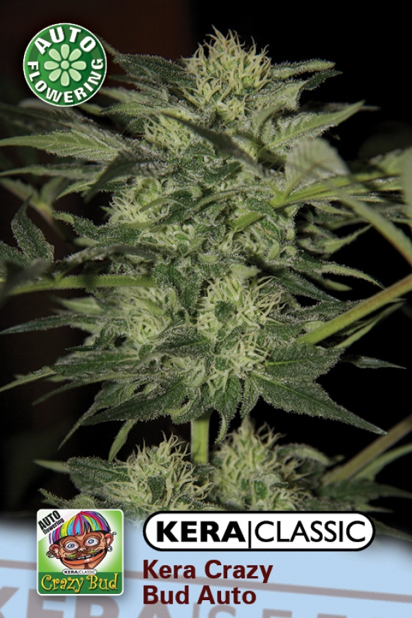 Crazy Bud Auto Feminised Cannabis Seeds | Kera Seeds 