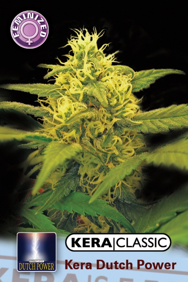 Dutch Power 2.0 Feminised Cannabis Seeds | Kera Seeds