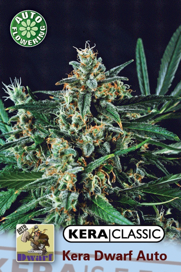 Dwarf Auto Feminised Cannabis Seeds | Kera Seeds