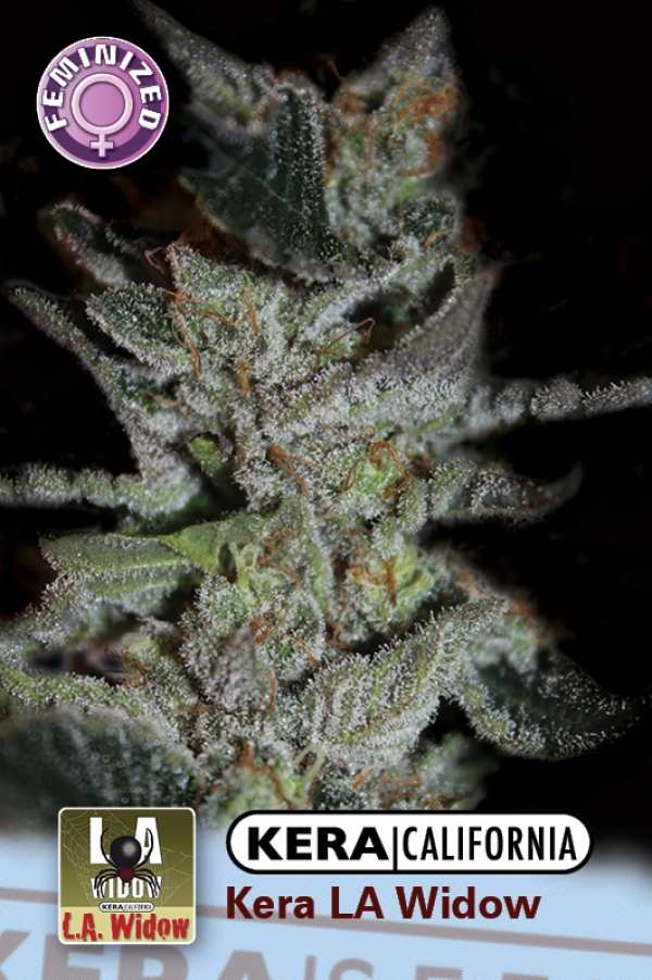 LA Widow Feminised Cannabis Seeds | Kera Seeds