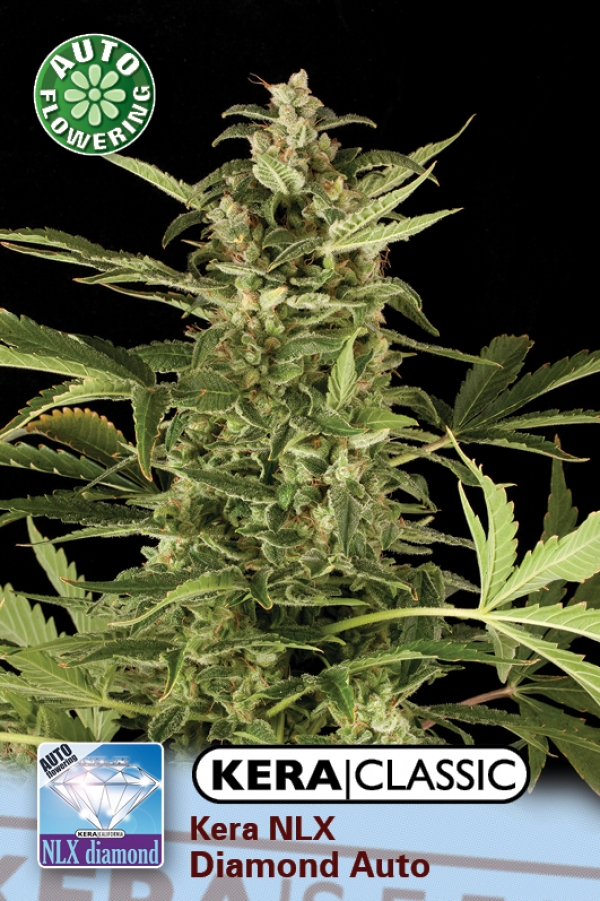 NLX Diamond Auto Feminised Cannabis Seeds | Kera Seeds NLX Diamond Auto Feminised Cannabis Seeds | Kera Seeds