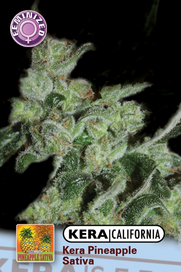 Pineapple Sativa Feminised Cannabis Seeds | Kera Seeds