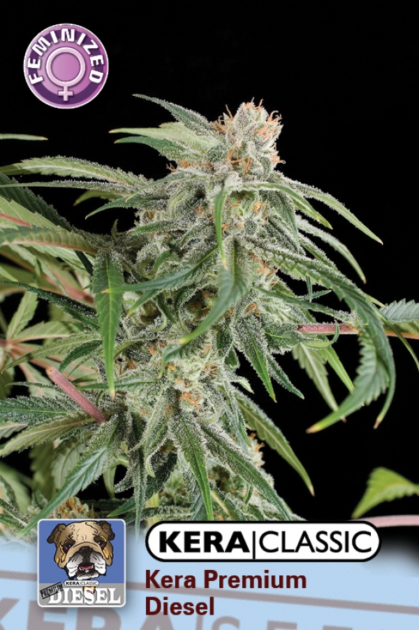 Premium Diesel Feminised Cannabis Seeds | Kera Seeds Premium Diesel Feminised Cannabis Seeds | Kera Seeds