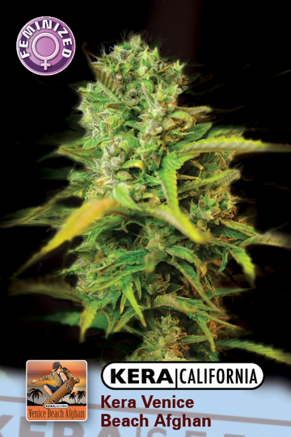 Venice Beach Afghan Feminised Cannabis Seeds | Kera Seeds Venice Beach Afghan Feminised Cannabis Seeds | Kera Seeds