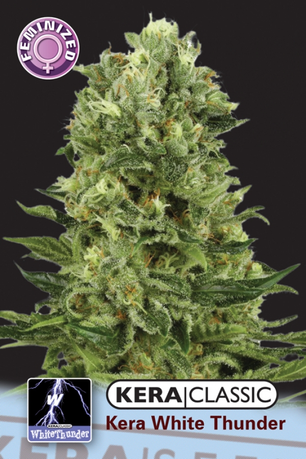 White Thunder Feminised Cannabis Seeds | Kera Seeds