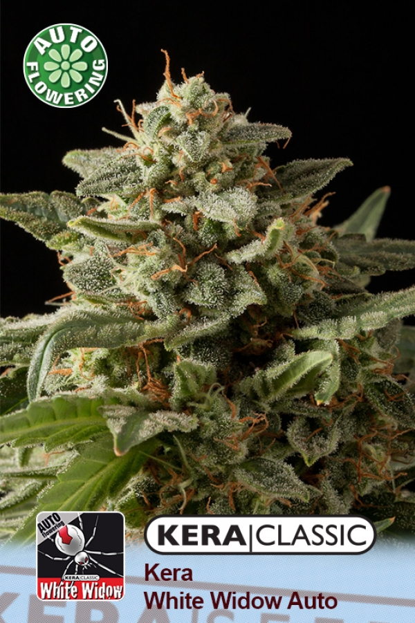 White Widow Auto Feminised Cannabis Seeds | Kera Seeds