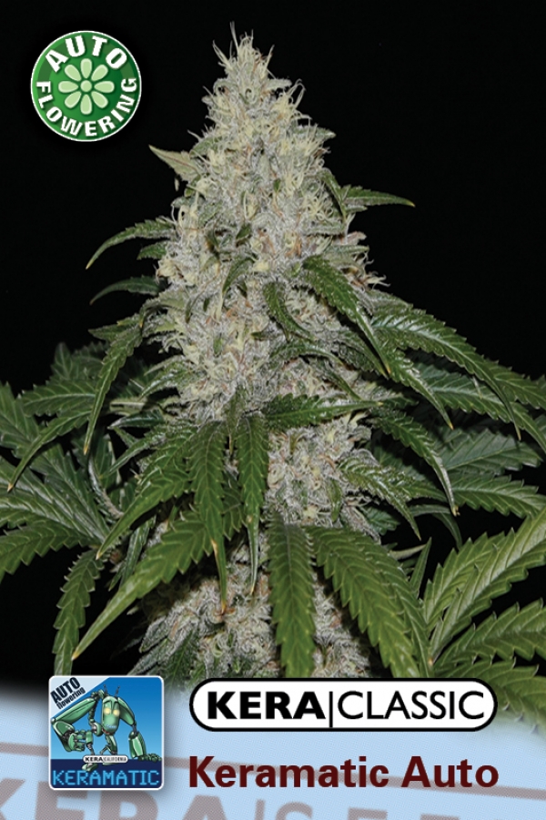 Keramatic Auto Feminised Cannabis Seeds | Kera Seeds