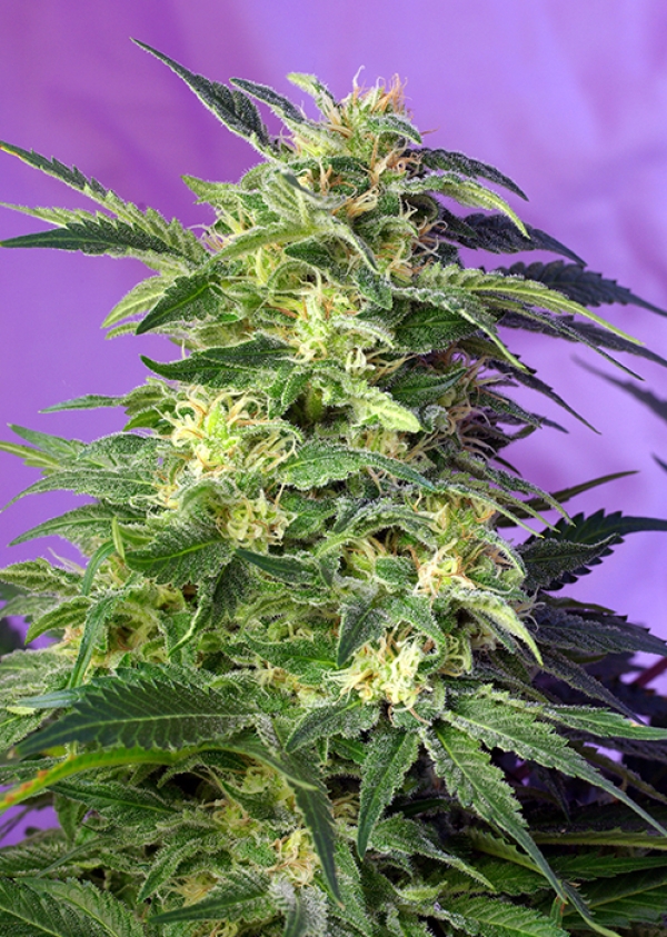 Killer Kush Auto Feminised Cannabis Seeds | Sweet Seeds
