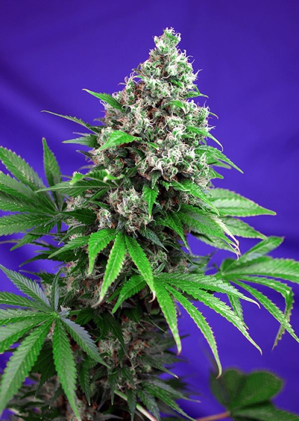 Killer Kush Fast V Feminised Cannabis Seeds | Sweet Seeds