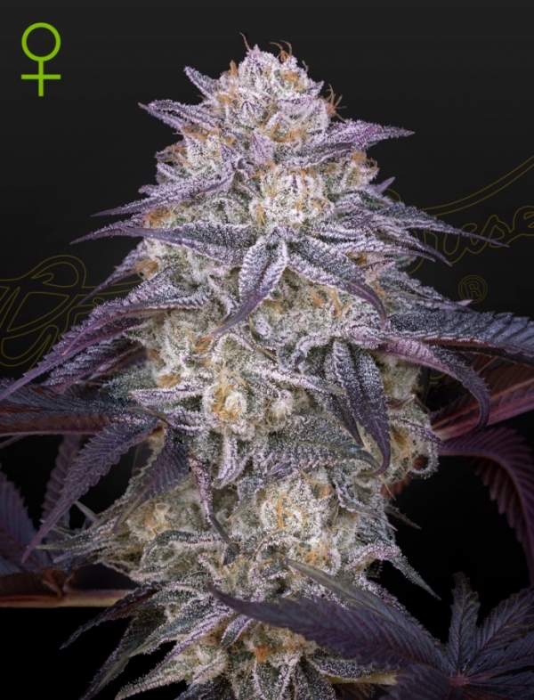 Kings Juice Auto Feminised Cannabis Seeds | Green House Seeds.